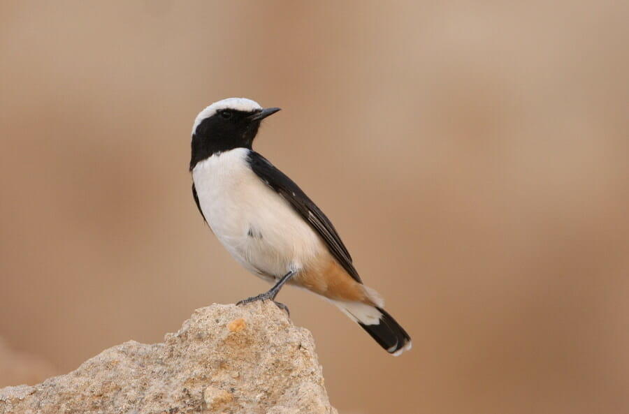 Mourning Wheatear perched on a mound